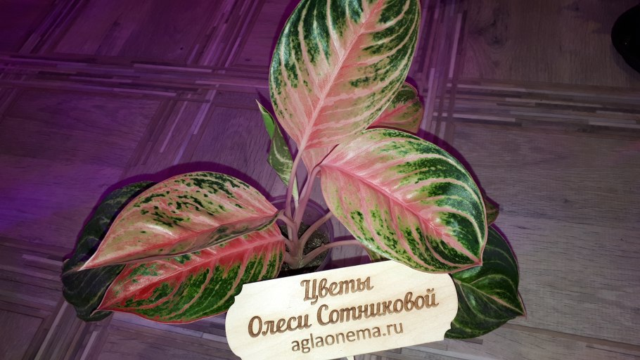 Аглаонема Суприм