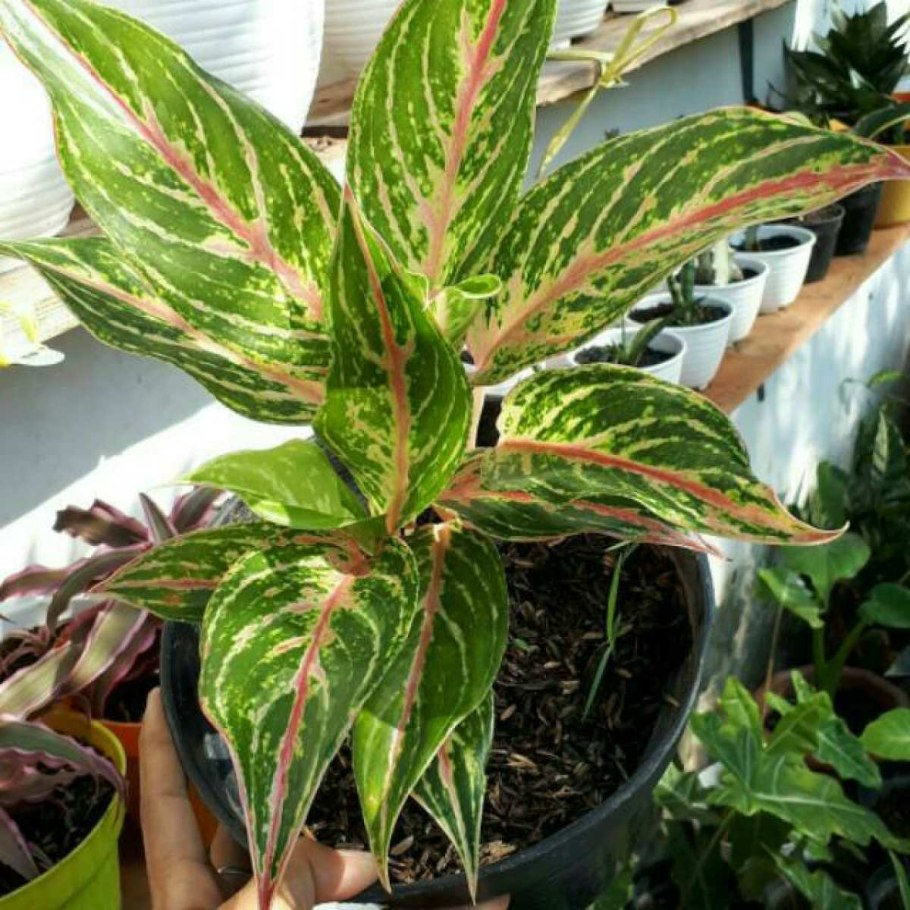 Аглаонема Тутанхамон