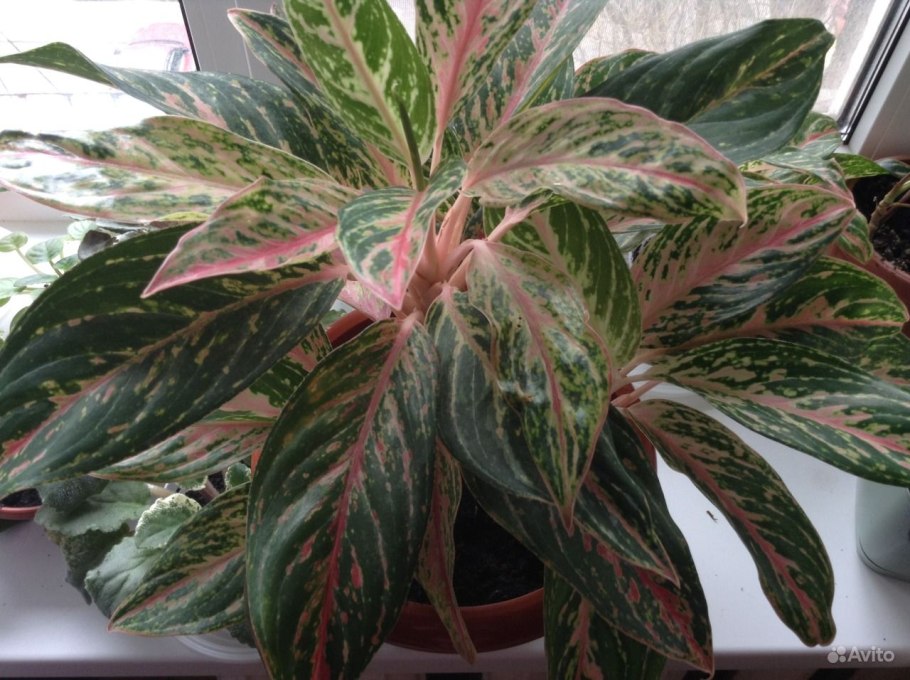 Аглаонема сорт Баттерфляй