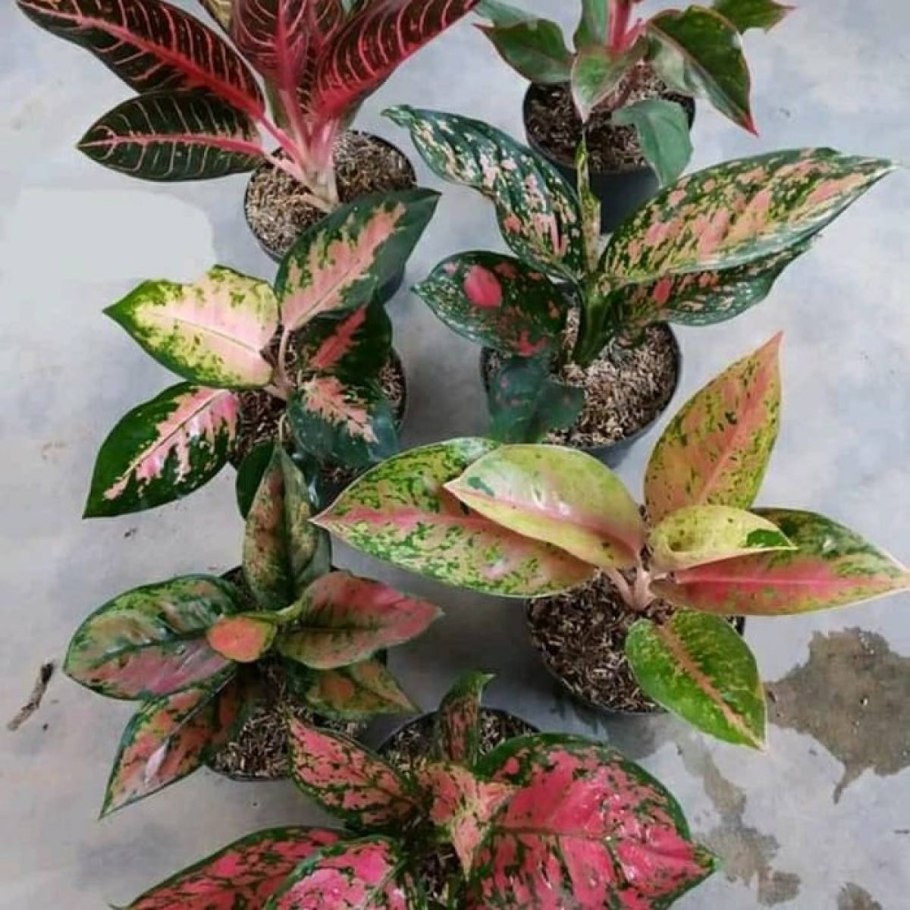 Аглаонема Эвергрин