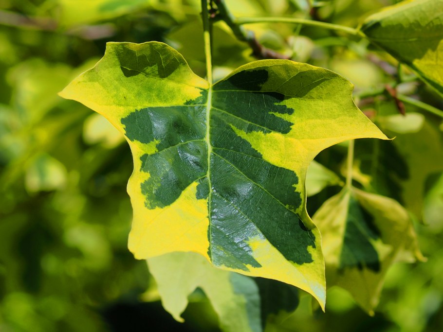 Liriodendron tulipifera 'Aureomarginatum'