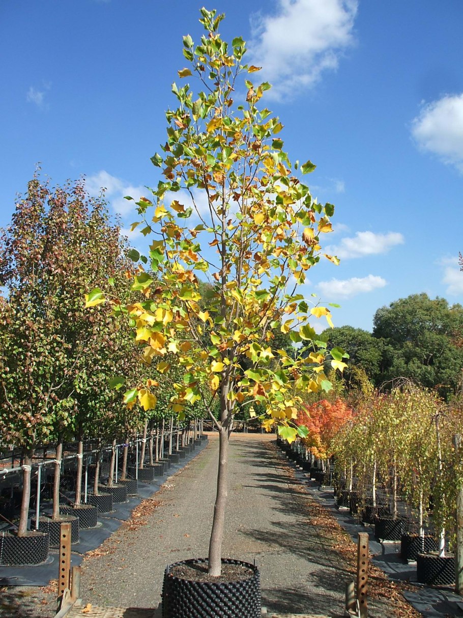 Лириодендрон тюльпанный