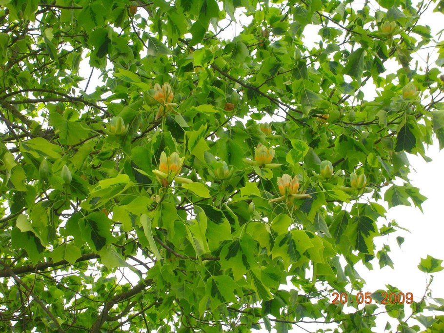 Лириодендрон Ауреомаргинатум