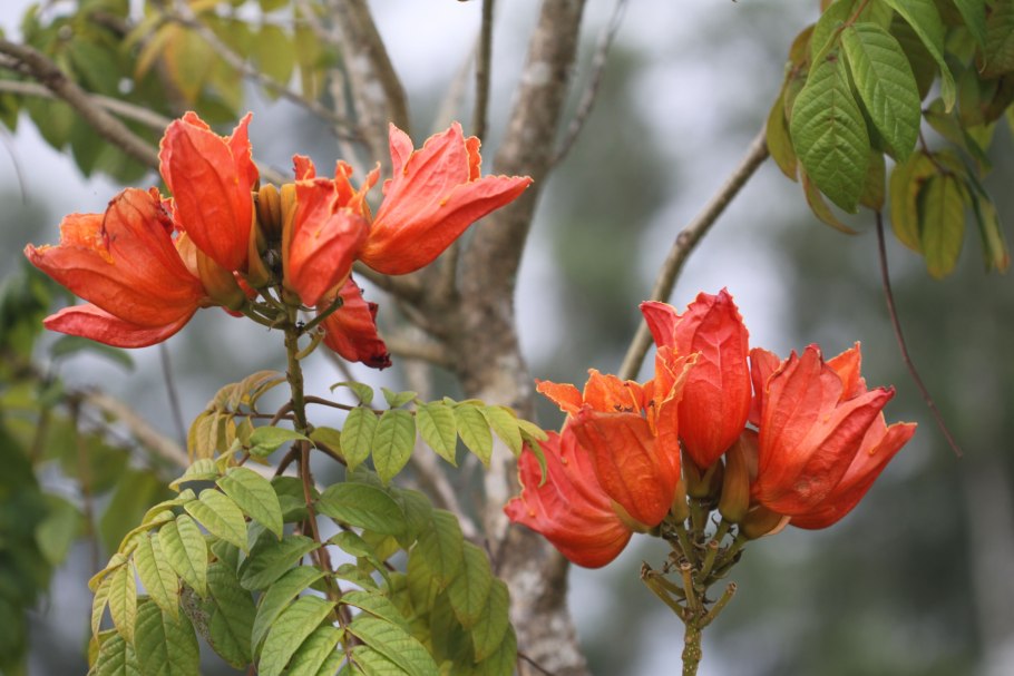 Спатодея тюльпановое дерево