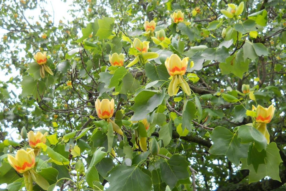 Liriodendron chinense