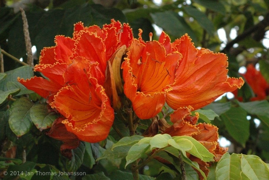 Liriodendron tulipifera Jackson