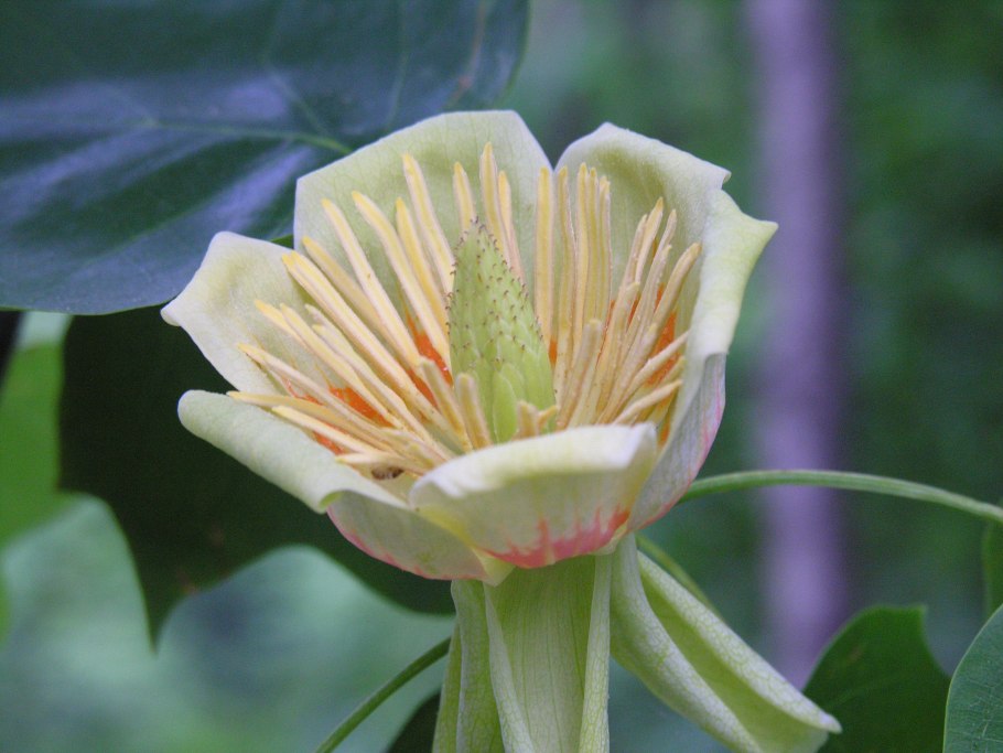 Лириодендрон тюльпанный (Liriodendron tulipifera)