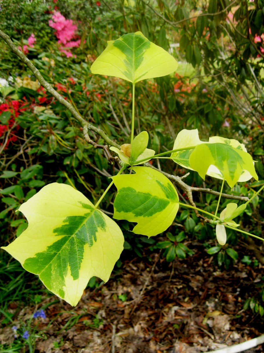 Лириодендрон тюльпанный (Liriodendron tulipifera)