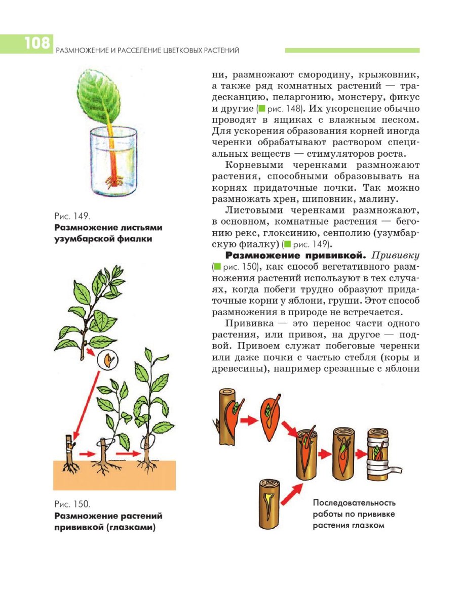 Схема виды вегетативного размножения растений