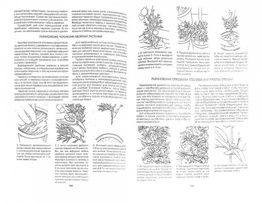 Корневая система грецкого ореха