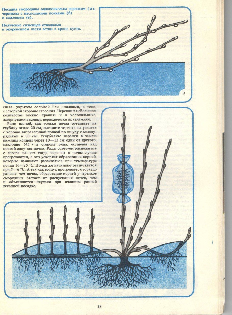Копулировка плодовых деревьев