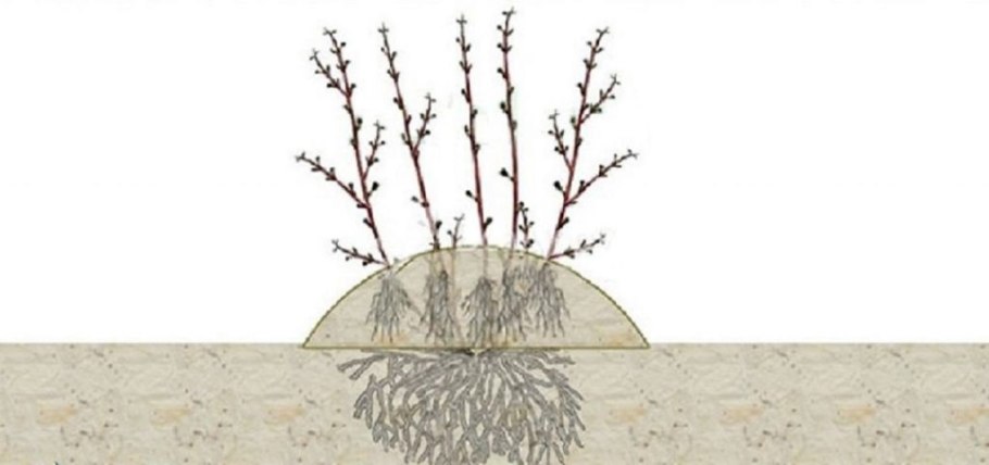 Размножение крыжовника отводками