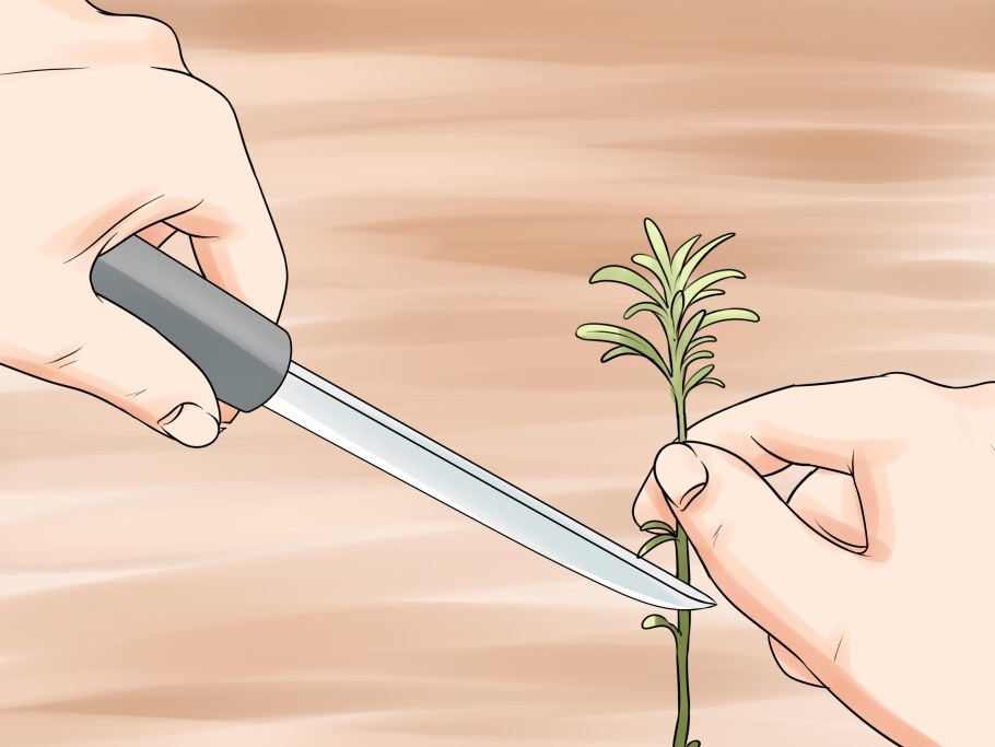 Формировка алычи Кубанская Комета