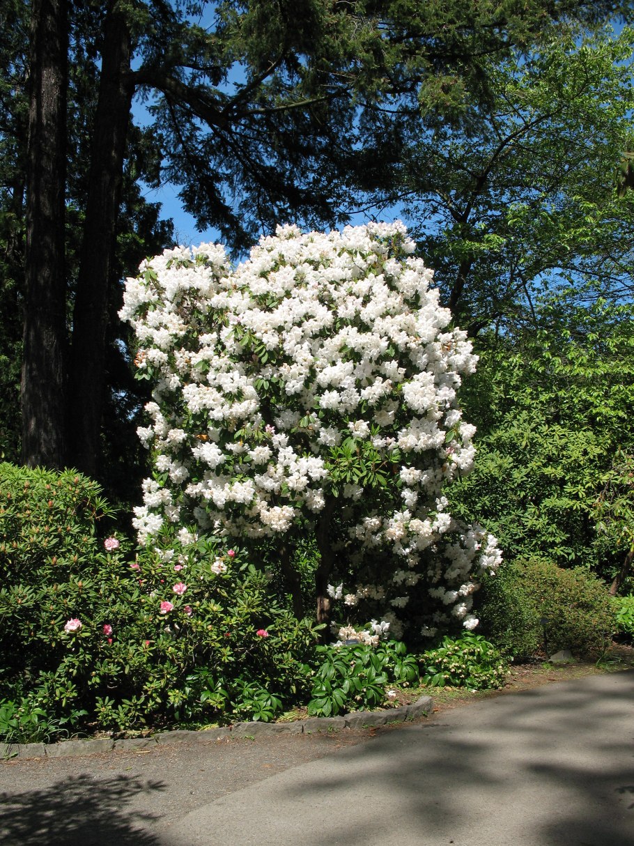 Рододендрон Энн Линдсей