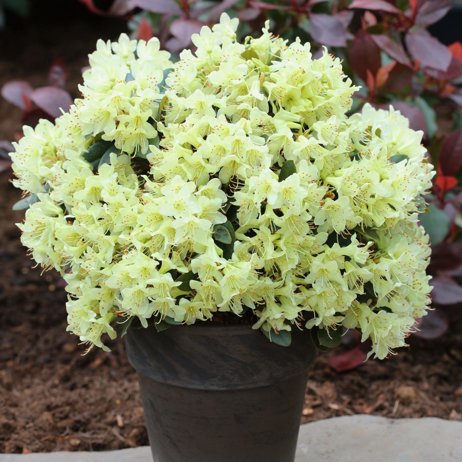 Азалия/рододендрон «золотистый»