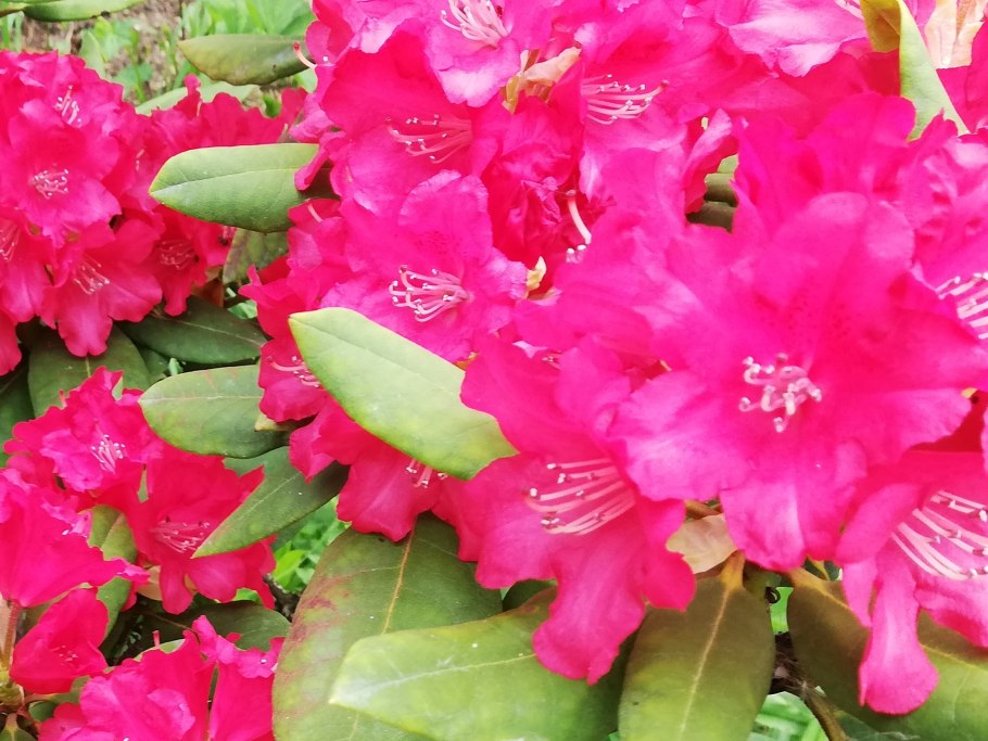 Rhododendron keiskei Wee Bee