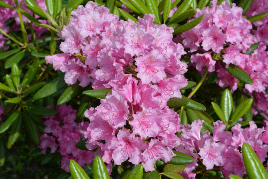 Азалия/рододендрон (Rhododendron Gomer Waterer c4)