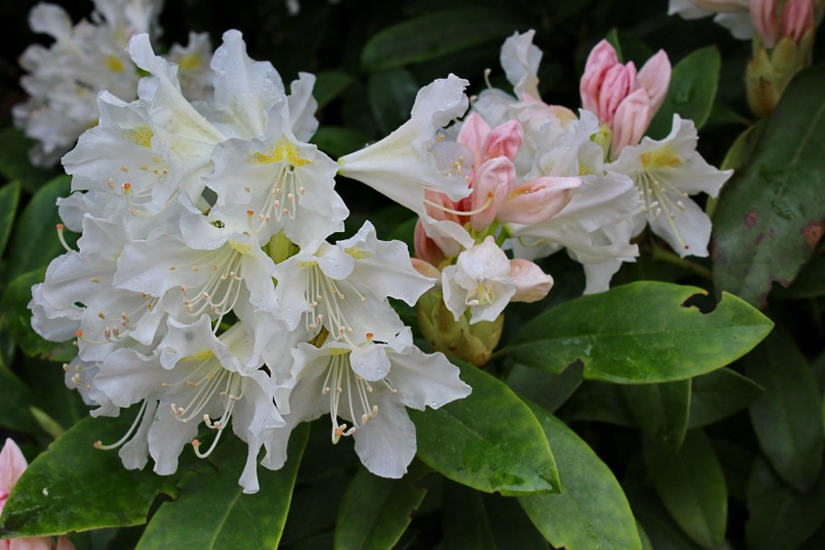 Рододендрон Лауретта