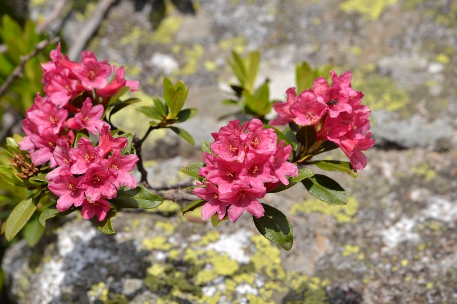 Рододендрон Sneezy