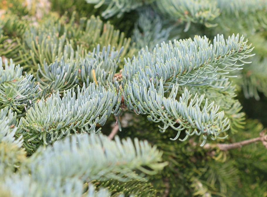 Пихта Нумидийская