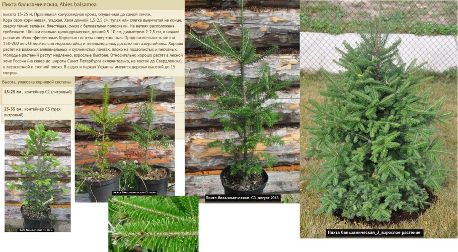 Пихта белокорая