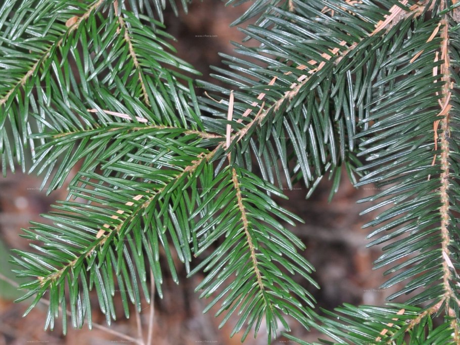 Голосеменные ель