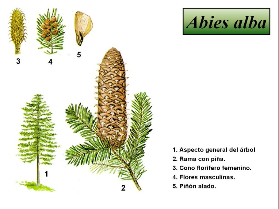 Пихта Альба Грин спирал