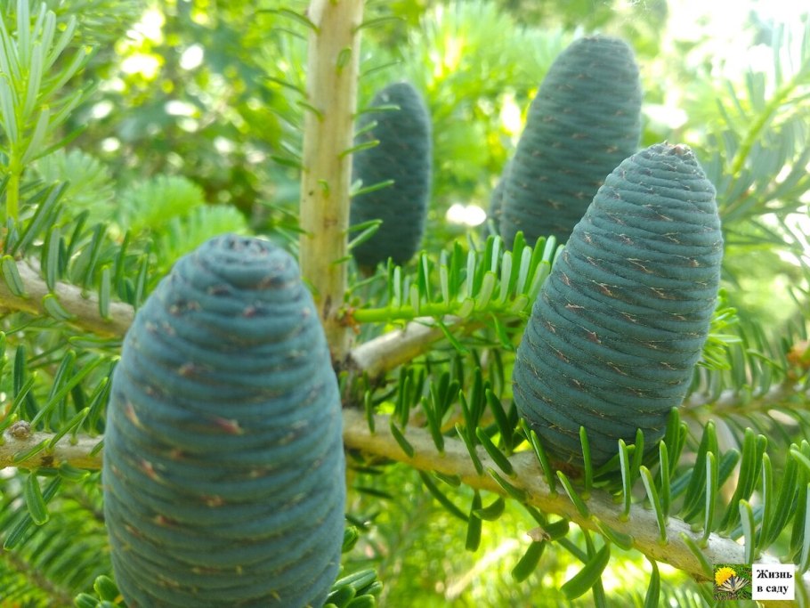 Пихта корейская Самлинг