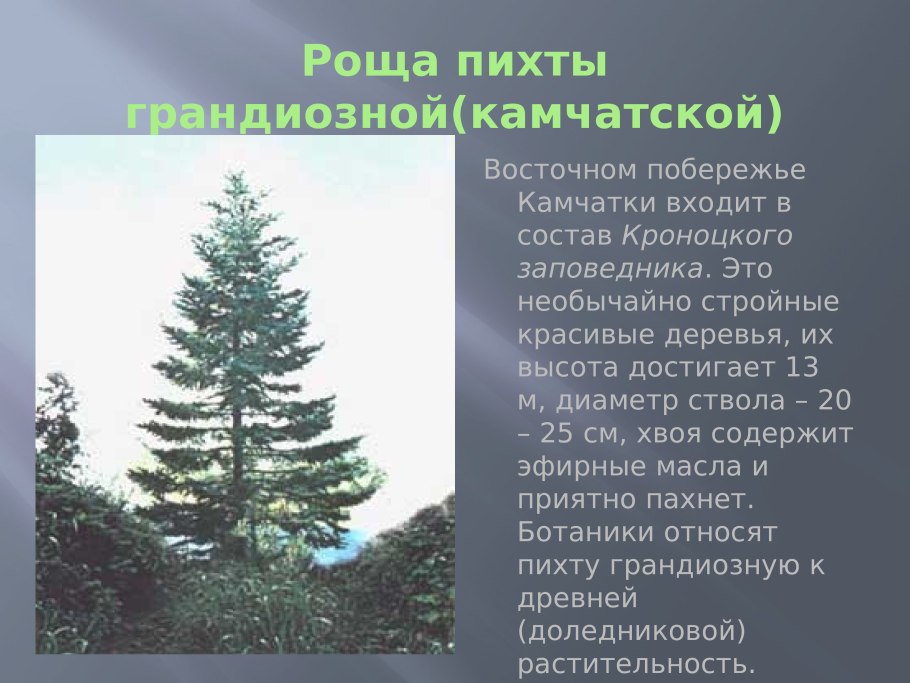 Abies procera пихта благородная