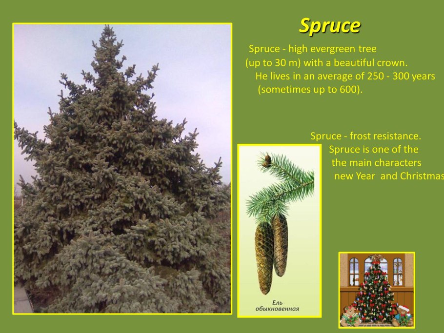 Picea Abies Suncrest