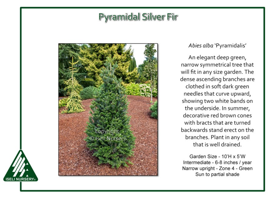 Abies Alba Ibergeregg