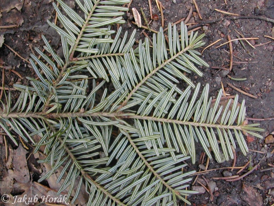 Ель корейская (Picea koraiensis)