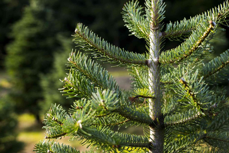 Пихта Сибирская Abies sibirica