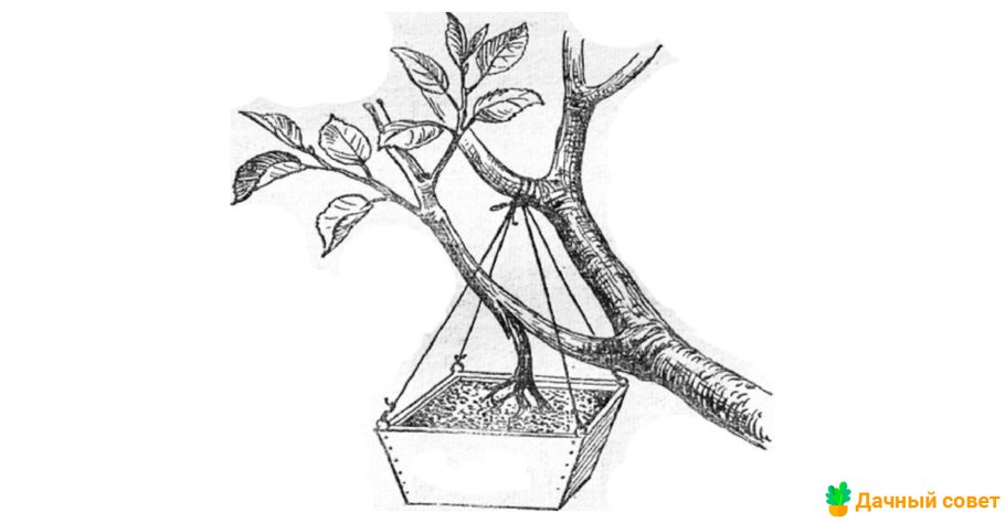 Воздушные отводки яблони