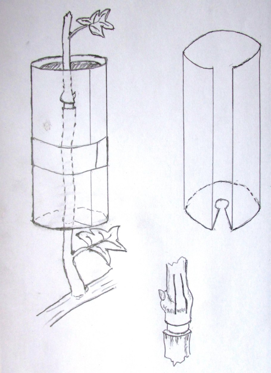 Бугенвиллия размножение воздушными отводками