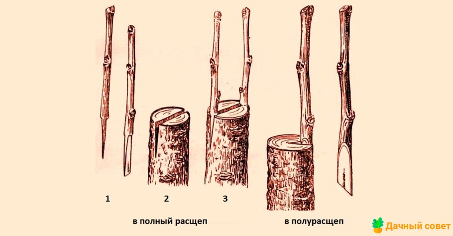 Прививка яблони на подвой