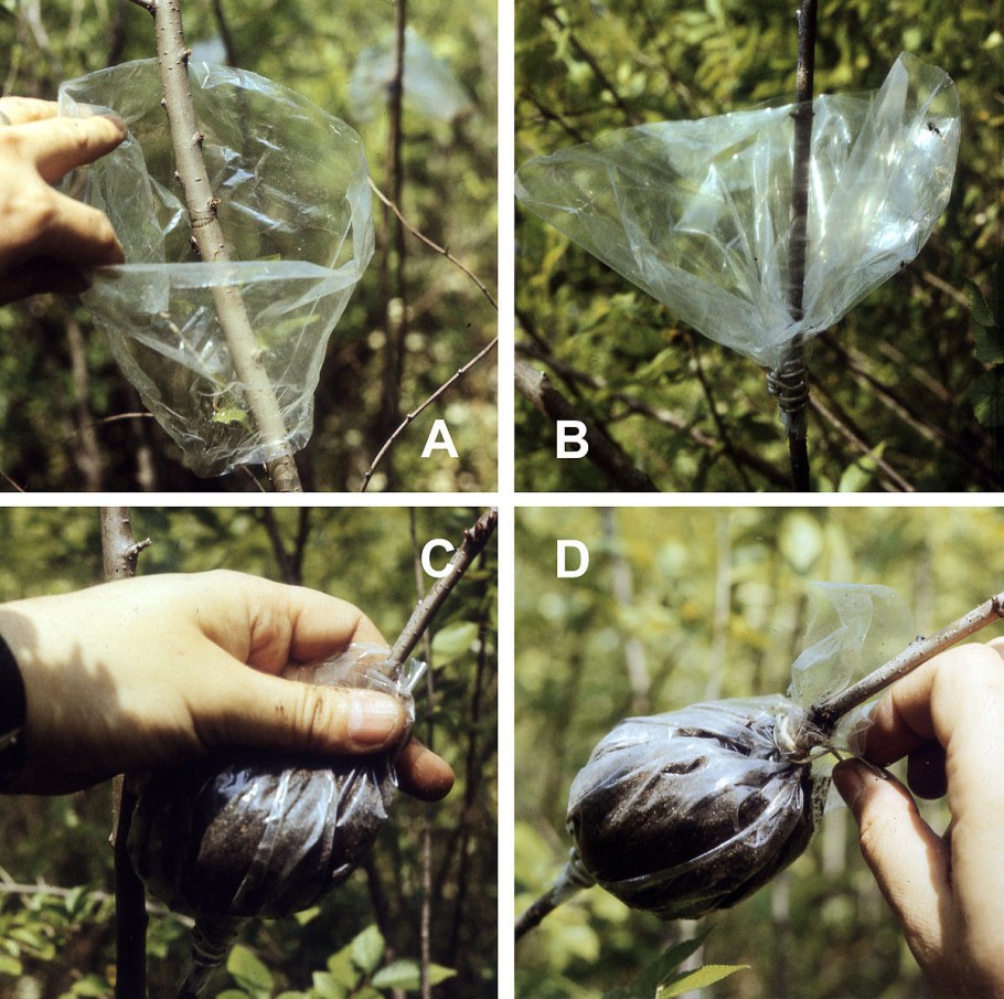 Прививки растений окулировка