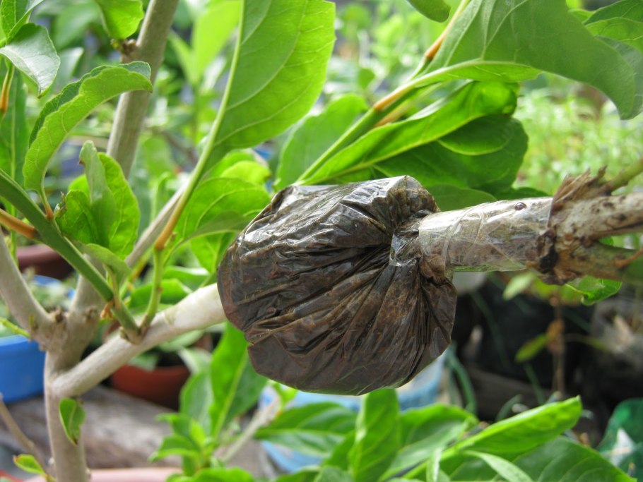 Розы воздушными отводками