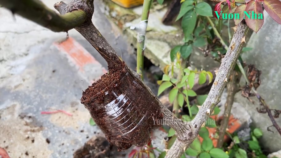 Укоренение роз воздушными отводками