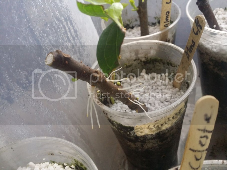 Корневые черенки яблони