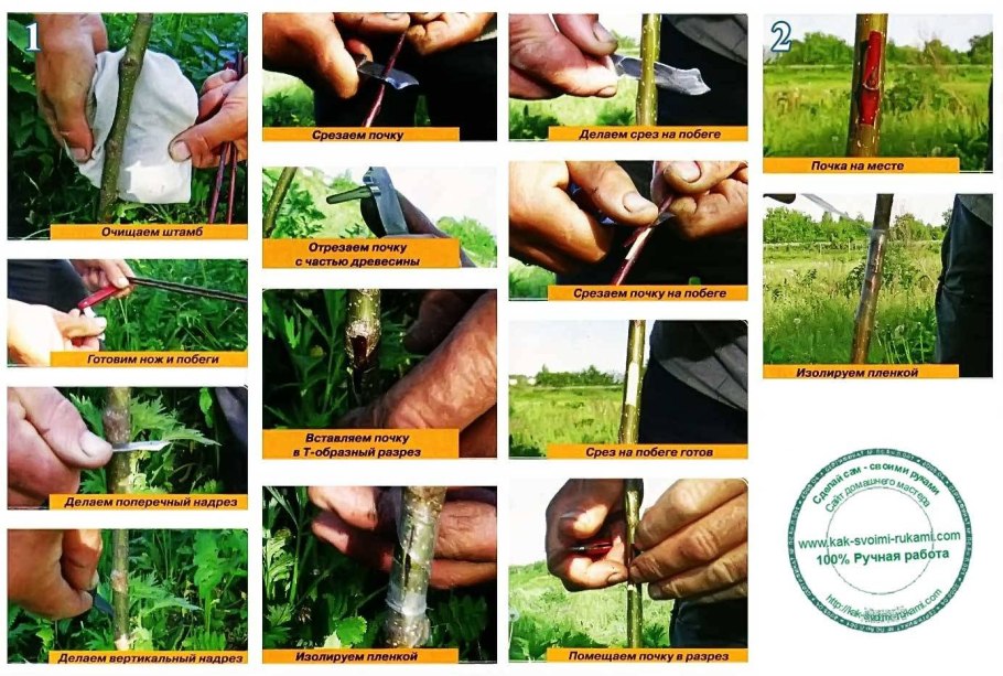 Розы воздушные корни