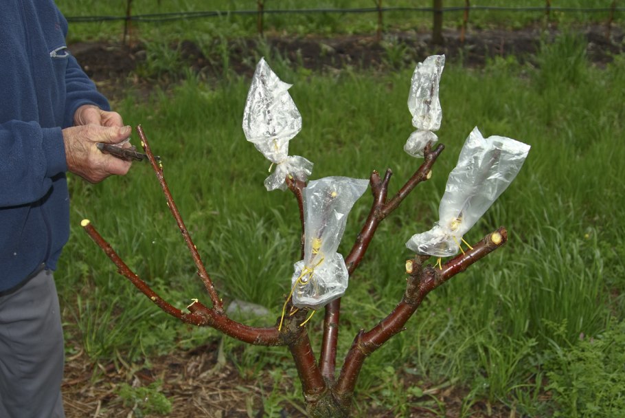 Прививка роз окулировкой