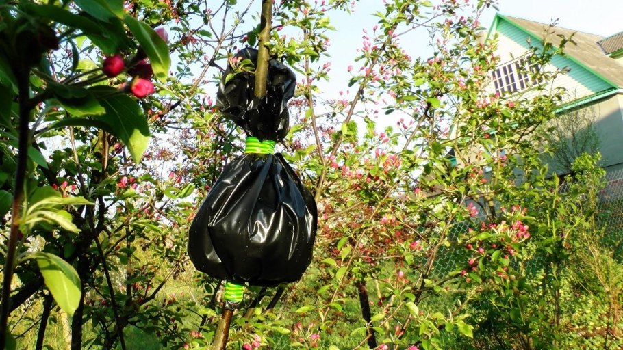 Яблоня воздушными отводками