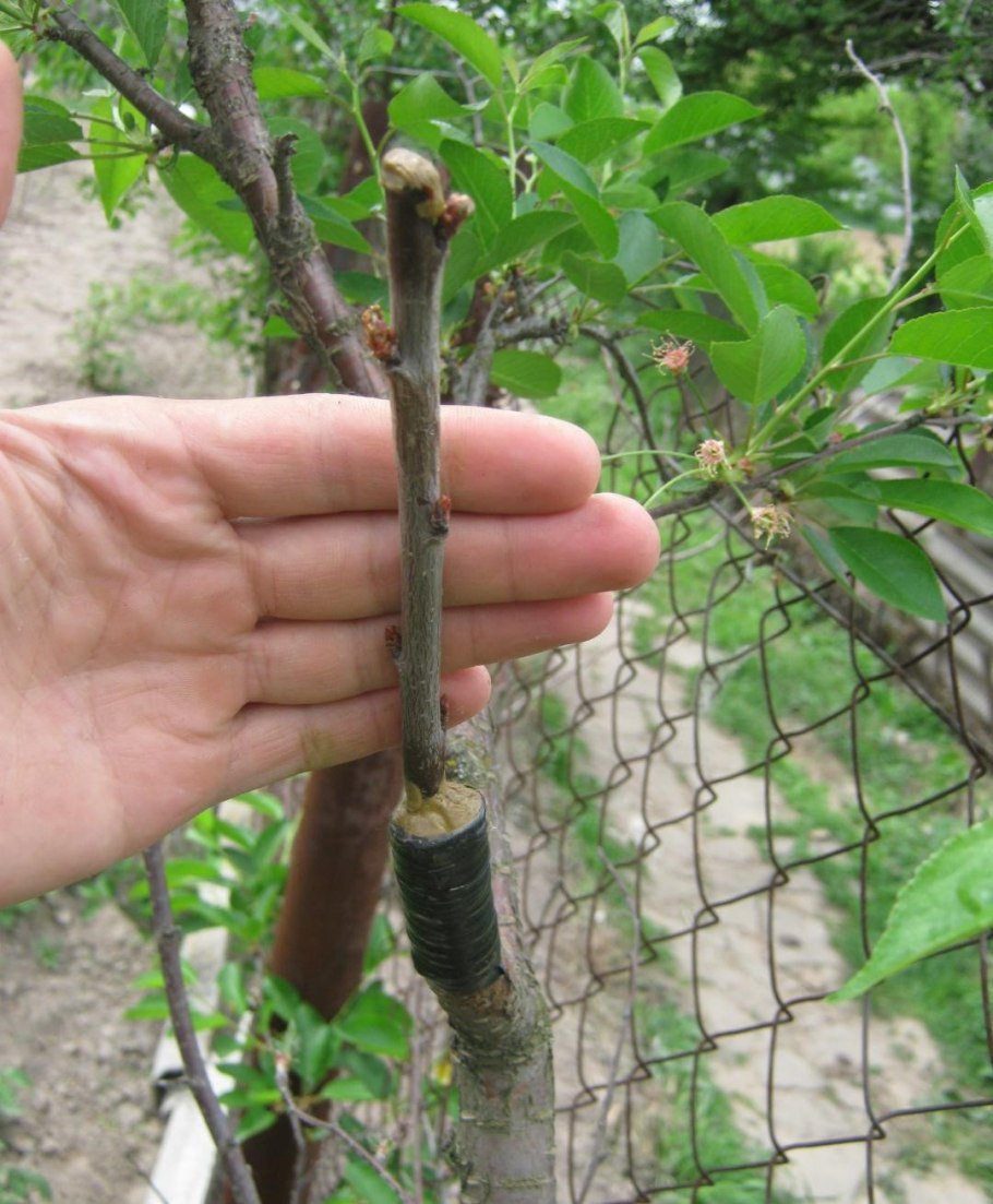 Черенкование смородины