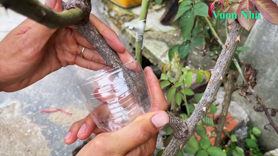 Отводки растений