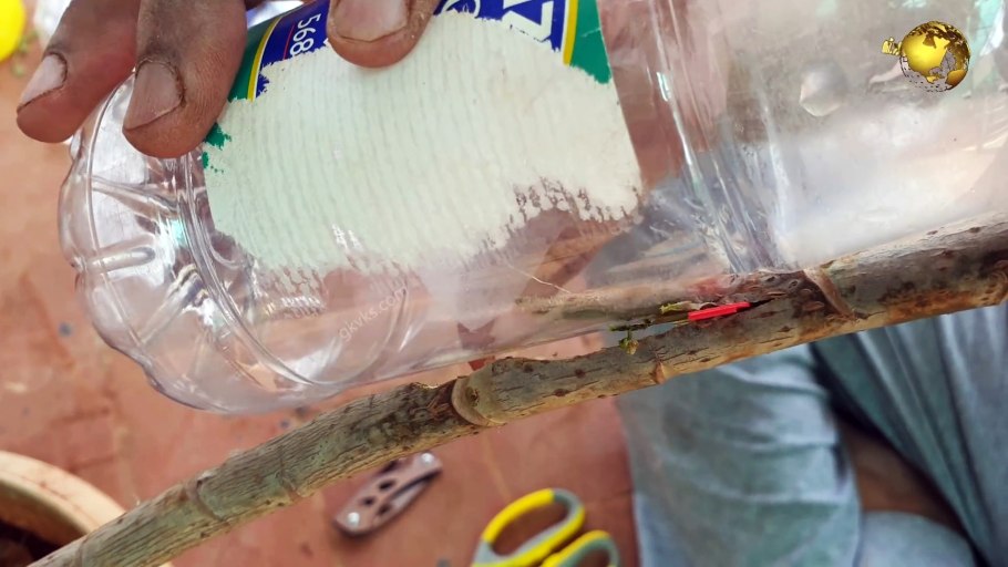 Виноград найден