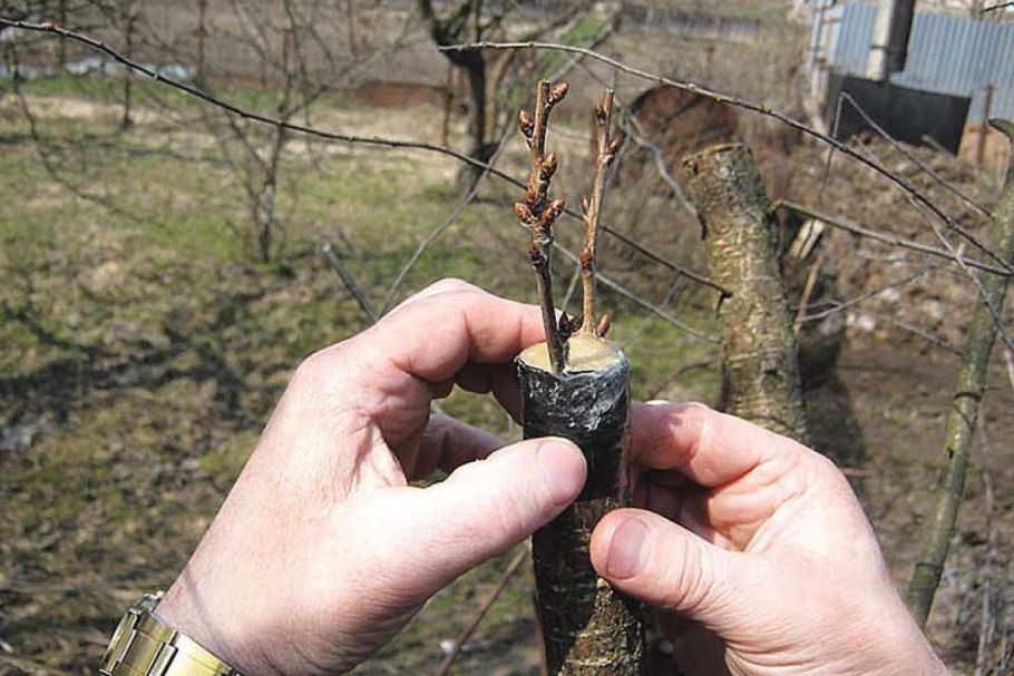 Размножение шиповника отводками летом