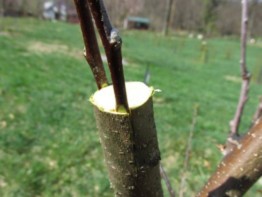 Весенняя прививка яблонь в расщеп