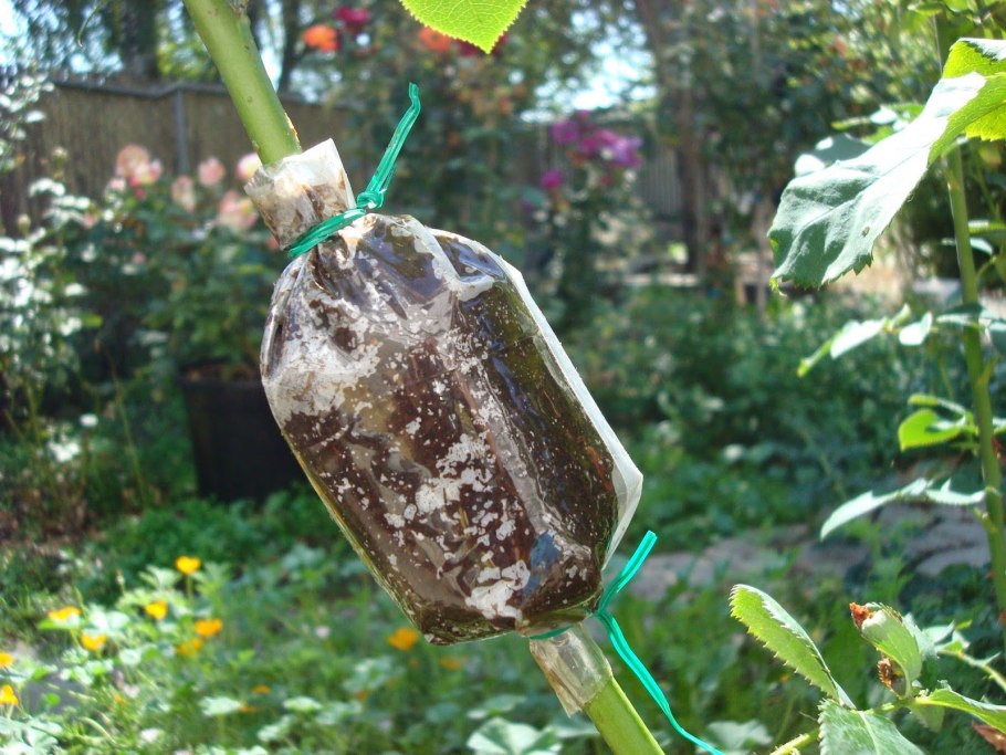 Укоренение воздушными отводками туи