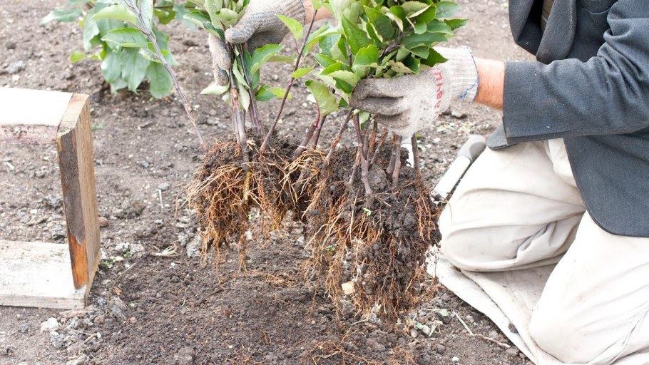 Прививка розы на шиповник черенком